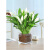 水培白掌盆栽一帆风顺水养植物室内花卉办公室绿植红掌净化空气花 花开富贵组合 含盆