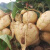 贵州新鲜现挖现发地瓜白土瓜凉薯带泥土发货沙地种植脆甜 5斤