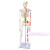 45 85 170cm人体骨骼模型骨架人体模型小白骷髅教学脊椎身 85厘米【脊椎神经+间椎盘】