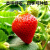 花支蕊丹东99奶油大草莓种籽四季花种籽子草莓苗花卉种子草莓种子 大将军草莓150粒+土肥+生根粉