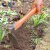 固乡 短柄宽头锄头 柄长38cm 碳钢小锄头 农用园艺种花除草种菜工具 清洁工具