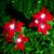梓嘉福太阳能圣诞花插地灯户外品红仿真花庭院草坪装饰灯 圣诞花(两只)
