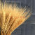 翌玉庭麦穗干花花束开业大麦家居装饰复古花束摆件工艺品大麦干花稻穗拍 橡果5支40厘米