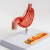 东部工品 人体肠胃模型大肠直肠模型医院校用教学演示器官解剖模具 人体肠胃模型 病理胃模型