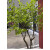 物造景假树仿真树室内装饰仿真吊钟树绿植造景大型橱窗的 2.5米高/1.5米宽