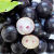 园品味【顺丰空运】嘉宝果鲜果现摘树葡萄新鲜水果孕妇水果罕见稀有大果 4斤大果