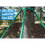 镀锌钢管树木支撑架树木支撑杆大树防风树支撑园林绿化支架固定 绿色40管长1.5米1.2壁厚四根