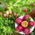 禹知蔬 百香果苗果树苗四季黄金百香果庭院南方种植 （约40cm）紫百香果苗1棵