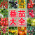 千禧番茄圣女果种子苗子家庭蔬菜孑春季四季种植沙瓤盆栽庭院阳台 花皮球番茄约20粒