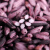 千柏山云南紫米新米 墨江紫糯米 商用五谷杂粮煮粥饭团紫米露材料 紫米258gx3袋