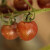 北蔬黑番茄种子黑西红柿黑柿子盆栽蔬菜 黑盾1号小黑番茄种子 10粒
