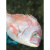 十里馋新鲜加吉鱼鲷鱼海鱼新鲜生鱼片真鲷鱼活体冰鲜海鱼鲜活4.8斤深海 5斤（约1斤一条）