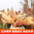 果亦橙农家散养土鸡 三黄鸡 新鲜整只走地鸡柴鸡鸡肉生鲜现杀 三黄鸡发1只（700g）（京仓）
