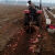 适配红薯地瓜收获机收获犁拖拉机带深挖不伤皮单行双行机 160型收货机