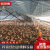 养鸡场自动喂料机鹌鹑自动上料鱼鸭鸽子投料全套养殖喂养设备料线 简易料线定制