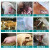 脱霉剂母畜专用孕畜可用牛羊猪用母猪禽用生物饲料添加剂 母牛母羊专用桶装散装20斤