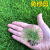 婉之树进口草坪种子草籽四季常青马尼拉狗牙根护坡矮生绿化草坪草种子 混播护坡王1斤