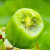 糖霸滋正宗陕西周至亚特猕猴桃绿心奇异果时令大果新鲜孕妇水果当季生鲜 3斤大果(单果100-120g)