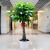 叹为观止 发财树大型植物办公室盆栽开业客厅绿植 辫子发财树【50-60厘米】 不含盆