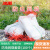 冰禹 BYH-6 尼龙防虫网袋 育种袋尼龙种子袋套种子袋 纱网袋 140*105cm (100个)