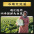 榆园正宗东北酸菜特产舌尖上的中国乳酸菌发酵自制酸白菜 500g酸菜整颗*（4+1）袋