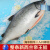 LOUISE新西兰进口帝王鲑鱼整条8-9斤 冰鲜三文鱼刺身寿司鱼新鲜日料