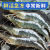 恺蒂鲜特大虾鲜活新鲜冷冻超大虾子批发一整箱青虾基围虾海鲜水产顺丰 16-18厘米  新虾4斤