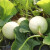 农之子（NONGZHIZI） 香瓜种子 甜瓜种子大全皮薄白黄皮沙瓤红肉 香洋白甜瓜种子 20粒/香甜