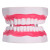 稳斯坦 W668 实验室教学口腔教学模型 6倍放大牙科材料齿科假牙齿模型 22*17*13cm