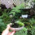睿格达桫椤树苗植物室内摆设四季花园庭院景观绿植盆栽q 桩高5公分当季带芽发货