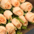 春匠（CHUNJIANG）情人节鲜花速递19朵红玫瑰花束礼盒生日礼物告白求婚全国同城配送 33朵香槟玫瑰礼盒
