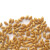 一播大地正常发货小麦草种子当年新种子麦苗无肥有机榨汁喝大麦种子育苗盆 小麦2斤
