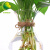沃绣 水培绿萝 简约创意玻璃水培植物花盆透明风信子花瓶水养绿萝 风信子塑料花瓶2个+绿萝+麻绳 中等