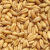 花中酷 小麦草种子麦苗无肥有机小麦种子榨汁喝保健种子榨汁大麦种子 苏北小麦种子1斤