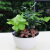 欧林泽 花盆多肉植物盆 自动吸水系列 创意个性节约免浇水吸水塑料园艺盆栽懒人花盆 T02中号  直径10厘米 高7厘米