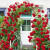 若绿 欧洲月季花苗  攀援爬藤本月季盆栽花卉庭院阳台花墙攀爬 欧月 红龙沙宝石 小苗