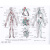 运动解剖学图谱 人体解剖医学实用性图解人体解剖图谱运动生理学医学训练学人体解剖彩色图谱外科