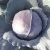 寿禾 紫甘蓝种子苗包菜大头菜春冬季菜苗种苗四季盆栽大棚寿光菜种籽 （紫盛）紫甘蓝种子 100粒x3包