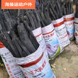 许棋杏青冈木炭青钢炭青杠树碳烧烤用品炭木炭金刚取暖户外野炊 8斤装青 1斤装青冈炭
