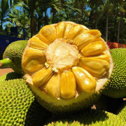鲜指南 海南菠萝蜜15-20斤