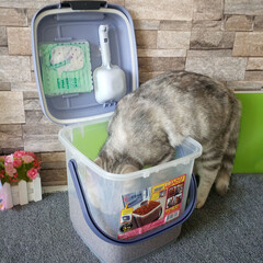 爱丽思（IRIS）宠物粮食桶猫咪储粮桶密封桶 宠物粮食零食储粮桶狗粮桶 my-3储粮桶(含勺子+干燥剂)