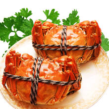 【活蟹】澄大 六月黄 鲜活大闸蟹  2.7-2.9两/只 8只装 现货螃蟹公蟹 海鲜水产