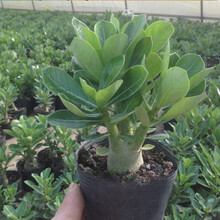 【雅之典】重瓣沙漠玫瑰花苗盆栽花卉开花不断老桩室内植物四季好养的花阳台庭院植物 小苗15CM高