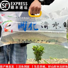 正宗开化（溪流级）清水鱼 整条鲜活草鱼 2-3斤 下单三天内发货 2斤活鱼（实发1.8斤-2.2斤）