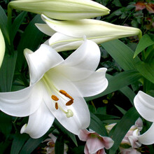 【虹越】2021进口百合种球 3球装 盆栽东方百合\/LO\/OT百合 百合裸球球根 LO百合 白特里昂菲特