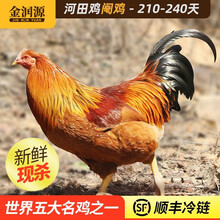 金润源长汀河田阉鸡飞鸡正宗农家散养土鸡走地鸡 新鲜现杀大公鸡 整鸡肉