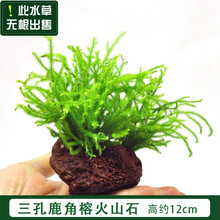 水草活体鱼缸装饰淡水植物莫斯沉木水榕水族箱造景套餐懒人真水草 / 三孔鹿角茸火山石