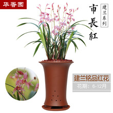 华香园绿植花卉 兰花苗 浓香四季兰建兰 【市长红】 办公室内盆栽盆景耐阴植物菖蒲多肉不带花苞 市长红 1棵5苗 不带花苞 裸根发货