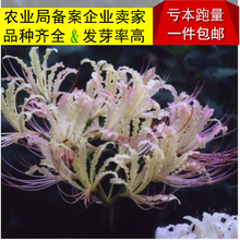 彼岸花种球套装红花石蒜花曼珠沙华 花卉盆栽种球曼陀罗观花植物 粉之媚5球+加仑盆+土+肥 其他