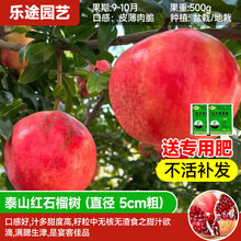 乐途特大突尼斯软籽石榴树嫁接无籽树苗盆栽地栽庭院别墅盆景果树果苗 泰山红石榴【5公分粗 当年结果】